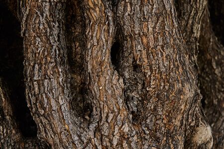 Thick trunk of an old olive treeの写真素材