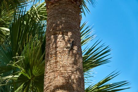 Lizard on the trunk of the palmの写真素材