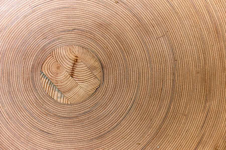 Sheets of flexible plywood rolled into a rollの写真素材