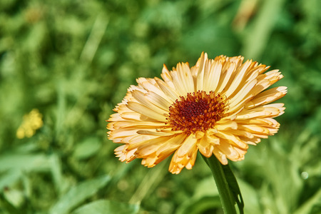 Orange beautiful flower on a background of green grassの写真素材