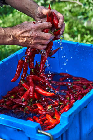 Red hot chili pepper in water splashes. Process of washing red hot chili pepper by hand. Hot sauce...