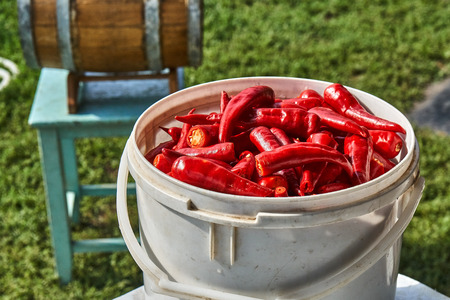 Red hot chili pepper in a white bucket, washed and ready to grind. Oak barrel in the backgroundの写真素材