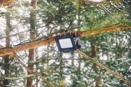 Tree-mounted led spotlight on the pine branch in the winter pine forest. Close-up