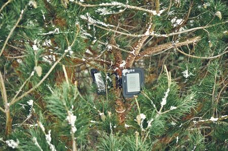 Tree-mounted led spotlight on the pine branch in the winter pine forest. Close-up