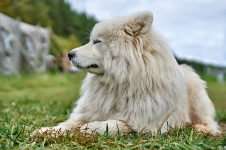 White dog. Senior dog. Long-haired white old dog lying on the grass. Close-upの写真素材