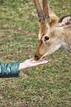 Dappled deer on a reindeer farm. Deer feeding. Dappled deer eats from handsの写真素材