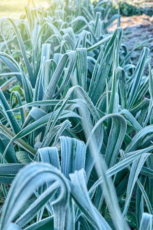 Green leek covered with fresh white hoarfrost growing on garden meadow in cold early autumn morning close upper viewの写真素材