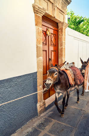 Equipped tourist riding donkeys on street near picturesque building door in historical town Lindos under sunlight in Greeceの写真素材