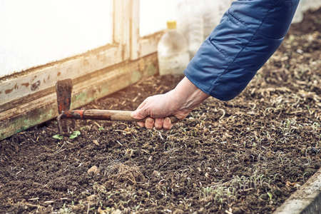 Senior lady cultivates fertilized soil with small garden hoe to grow plants in kitchen garden on...