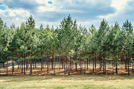 Picturesque forested artificial forest with rows of young pine trees growing under blue sky with fluffy clouds on sunny spring dayの写真素材