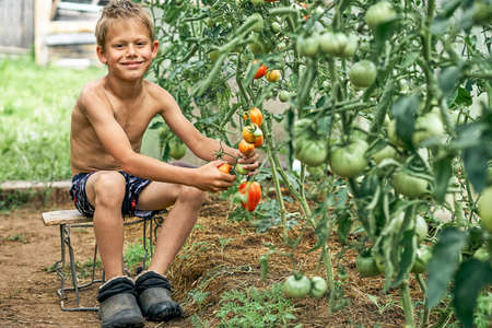Smiling little boy gathers ripe red tomatoes sitting on small stool on kitchen garden bed in village on sunny summer dayの写真素材