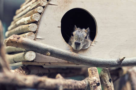 Cute fluffy gray rock cavy exotic rodent rests lying in wooden small house in zoo close viewの写真素材