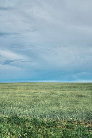 Beautiful view of agricultural green field with wheat under gloomy skyの写真素材