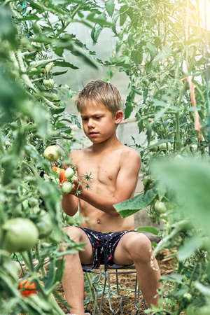 Focused little boy gathers ripe red tomatoes sitting on small stool on kitchen garden bed in village on sunny summer dayの写真素材