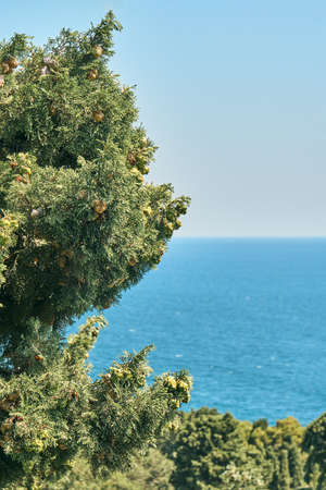 Landscape of high cypress tree with green leaves and cones growing on thin branches against blue sea ripple water under cloudless skyの写真素材