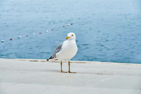 White seagull strolls along concrete waterfront near calm sea. Rippling water washes asphalt alley at bright sunlight in summer closeupの写真素材