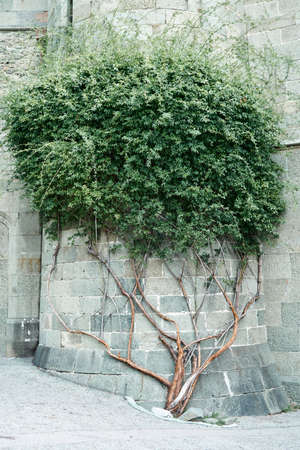 Large ivy plant climbs along old building stone wall on city street. Nature bush beauty in ancient town. Architectural landmark for touristsの写真素材