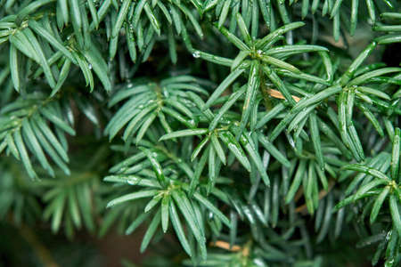 Juicy green branches of common yew as floral background extreme closeup. Wild coniferous plant in natural ecosystem. Ecology and environment protectionの写真素材