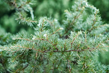 Elegant branches of lebanon cedar with short needles in forest closeup. Evergreen tree in wild...