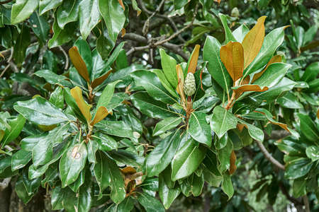 Branches of evergreen magnolia with lush green leaves in botanical garden on spring day close view....