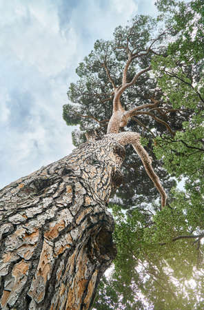 Old high Italian stone pine in wood under sky with light clouds low angle shot. Wonderful umbrella pine on summer day. natural ecosystem lifeの写真素材