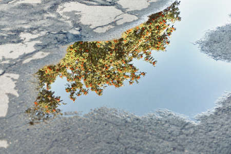 Reflection of rowanberry tree in puddle on asphalt after raining. Lush green tree grows above road...
