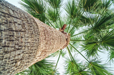 High palm tree with lush green leaves and wooden trunk against cloudy sky. Tropical plant growing in southern sunny area low angle shotの写真素材