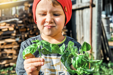 Cute toddler in red knitted hat holds fresh basil in hands on sunny day in countryside. Portrait of little blond boy with plant on blurred background closeupの写真素材