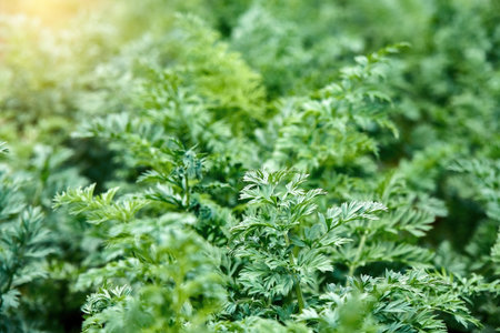 Bushes of fresh parsley grows on a bed on a vegetable farm as floral backgroundの写真素材