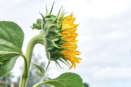 Beautiful sunflower with yellow petals and large green leaves against white cloudy sky. Blooming flower grows in field on summertime closeupの写真素材