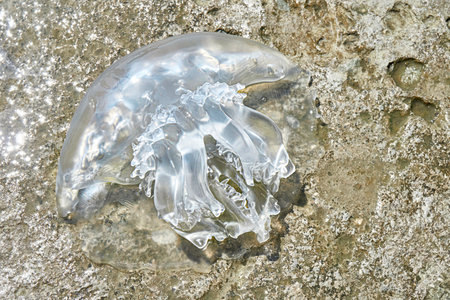Jellyfish lying on sunlit rocks of sea beach. Transparent itchy jellyfish washed with water on surface of beach on sunny sea resort upper viewの写真素材