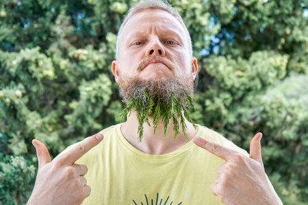 Small sprigs of fragrant rosemary in beard of serious man. Adult person acts childish with excited...