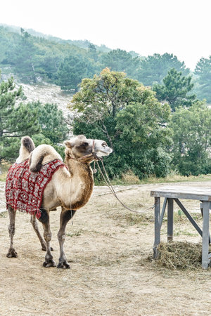 Camel wearing blanket stands ties to wooden rack in mountain park. Exotic animal for tourists riding in pine wood on sloppy hill. Amusement parkの写真素材