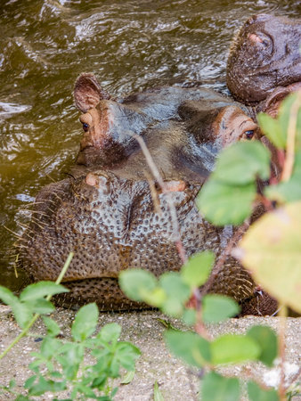 Hippopotamus lounging in zoo pool with concrete edge and green leaves concept of wild animal behaviorの写真素材
