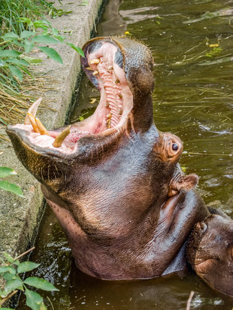 Hippopotamus in water with mouth wide open showing large teeth at pool with concrete edge and green leaves, concept of wild animal behaviorの写真素材