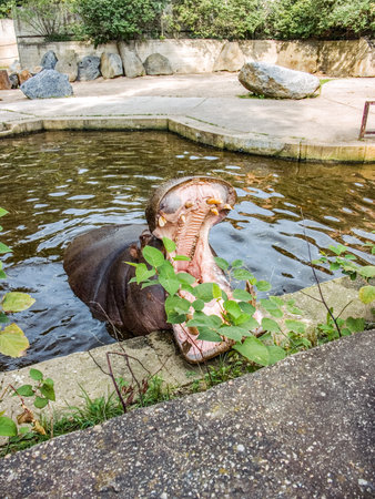 Hippopotamus in water with mouth wide open showing large teeth at zoo pool with concrete edge and green leaves, concept of wild animal behaviorの写真素材