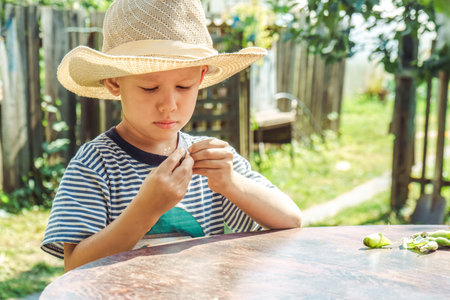 Small boy in a straw hat focuses on shelling beans while sitting at a table outside, surrounded by greeneryの写真素材