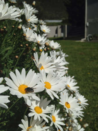 white flower の素材