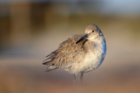Willet at the seashoreの写真素材