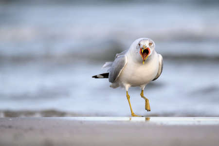 Ring billed gull in the sandの写真素材