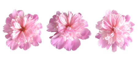 Rose fowers. Isoleteの写真素材