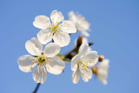 Branch to flowering cherry on background blue sky
