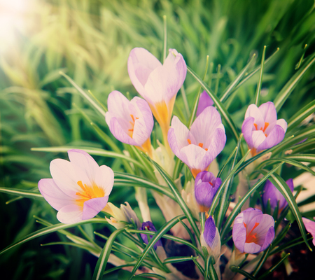 Beautiful crocuses in the grass under the sunの写真素材
