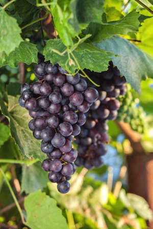 Fresh grapes on the vine branches. The concept of autumn.