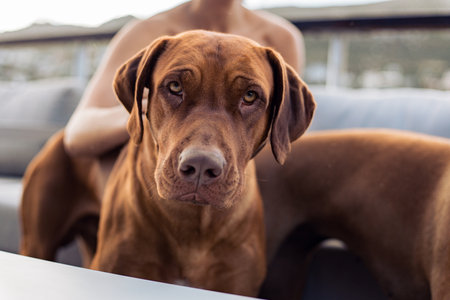 Portrait of brown dog looking into lens and owner petting him outdoors