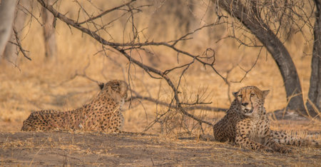 Cheetah in the Kalahari desert, Namibia, Africaの写真素材