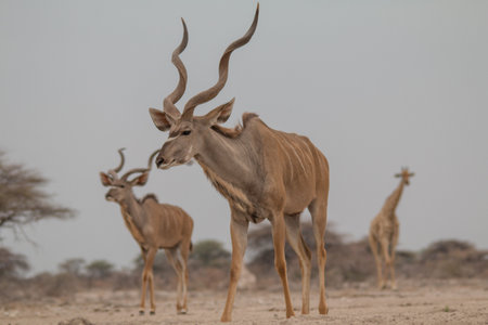 Greater Kudu drinking and standing at a waterhole in the Etosha national Park in Namibiaの写真素材