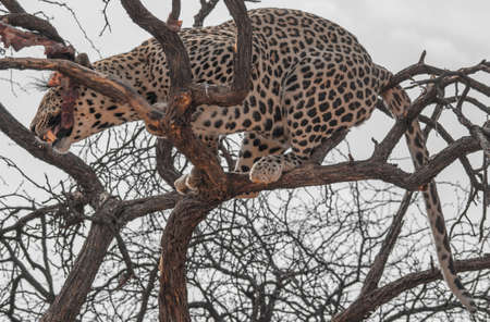 A leopard in the dry plains of the kalahari desert in Namibiaの写真素材