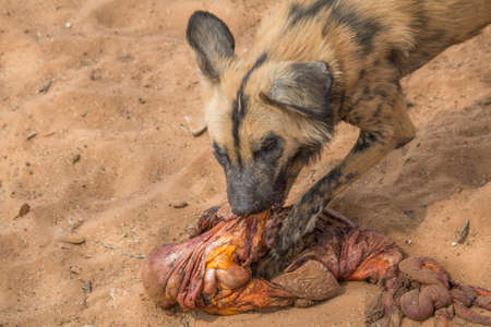 Close to african wild dogs in the dry kalahari desert in Namibia, Africaの写真素材
