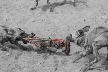 Close to african wild dogs in the dry kalahari desert in Namibia, Africa